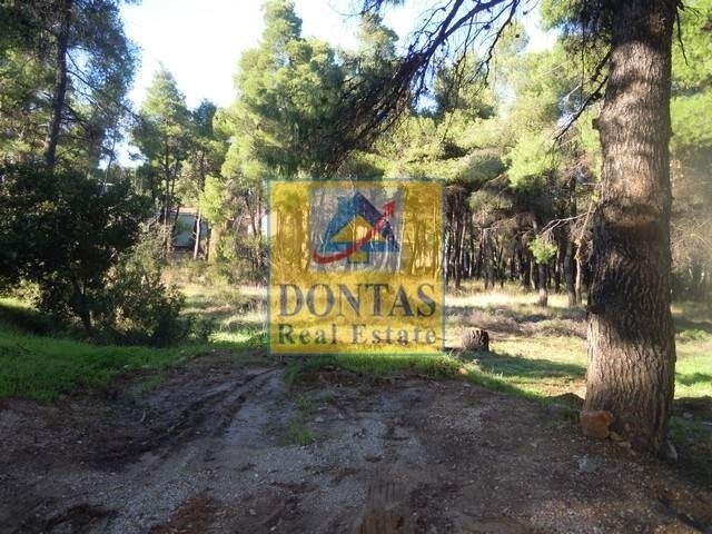 Land in Dionysos, Attica, Greece 1 - 16155697