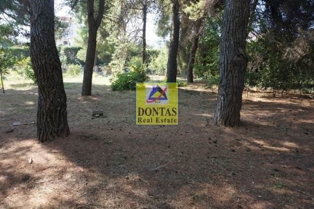 Land in Dionysos, Attica, Greece 1 - 16155614