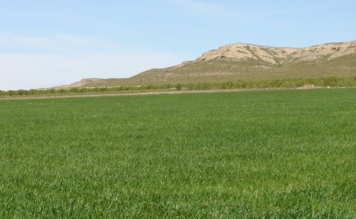 Land in Yecla, Región de Murcia, Spain 1