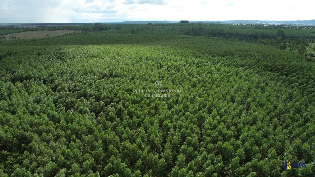Farm Ranch in Ronco, State of Paraná, Brazil 5 - 16156752