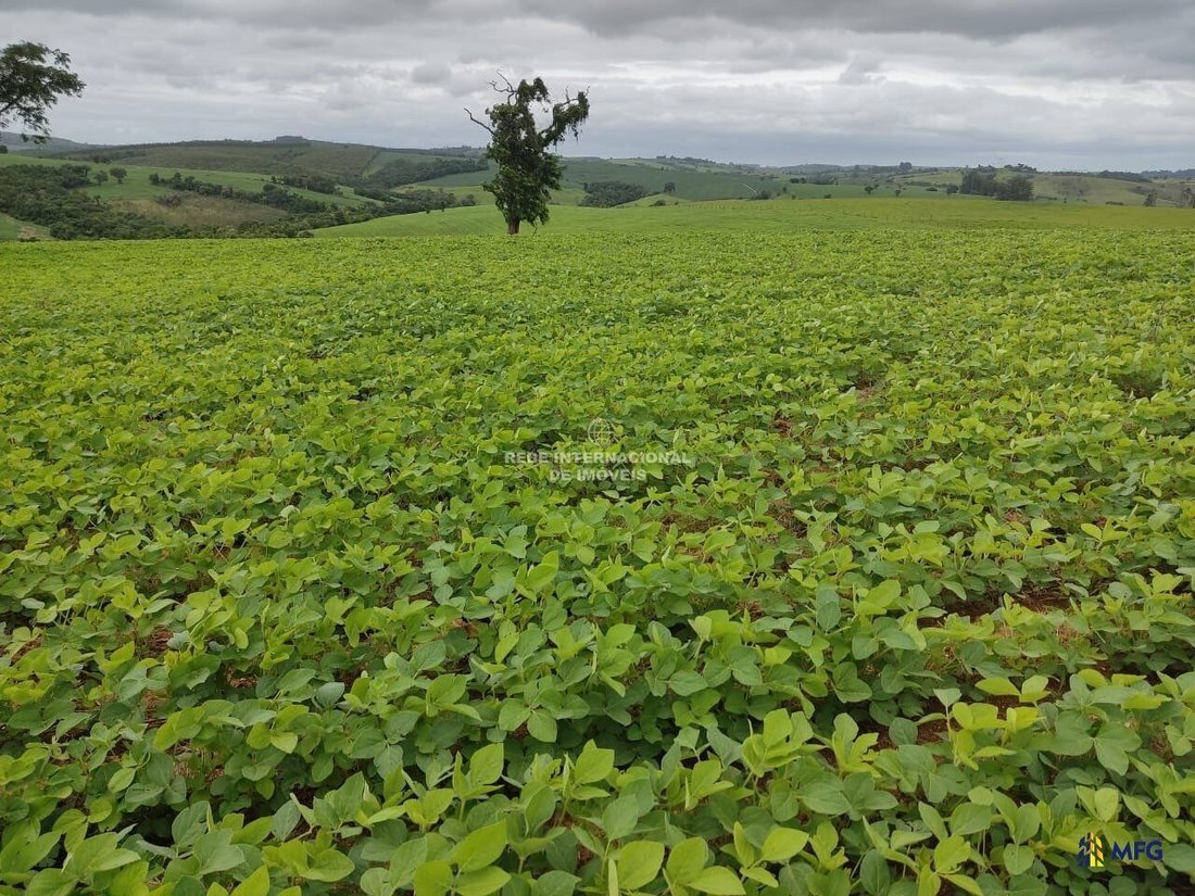 Farm Ranch in Ronco, State of Paraná, Brazil 2 - 16157970
