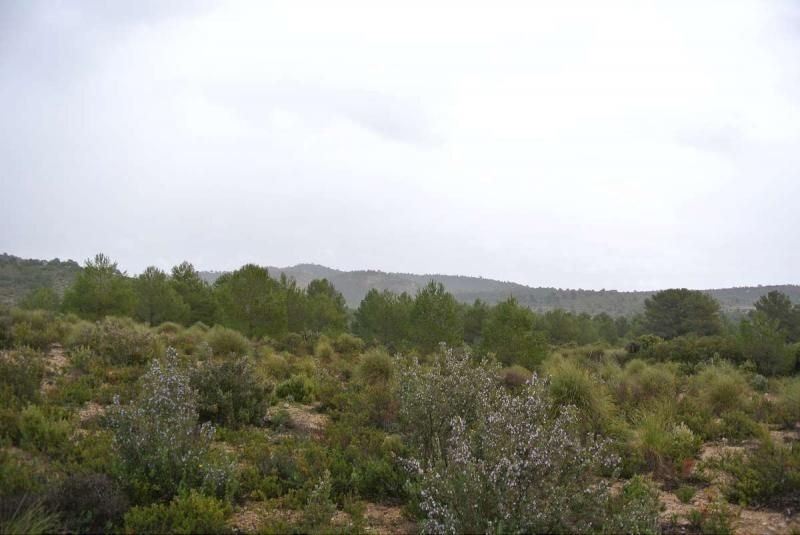 Land in Yecla, Murcia, Spanien 3 - 16159851
