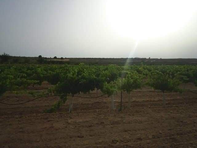 Land in Yecla, Murcia, Spanien 3 - 16161950