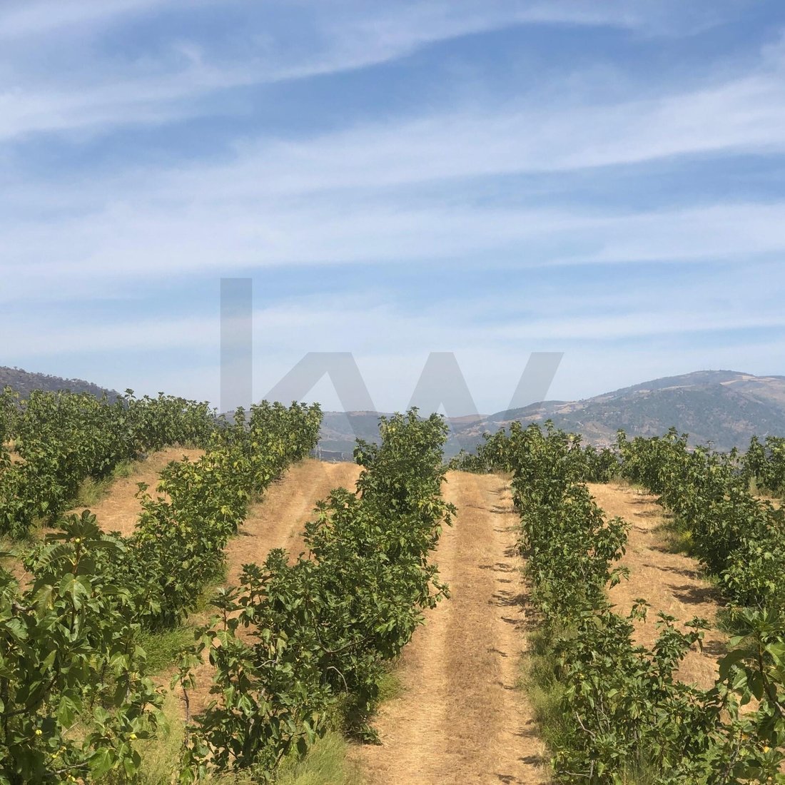 Land in Vila Flor e Nabo, Braganca District, Portugal 1 - 16162703