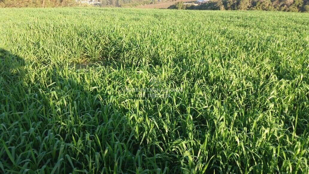 Farm Ranch in Itapetininga, State of São Paulo, Brazil 5 - 16178496