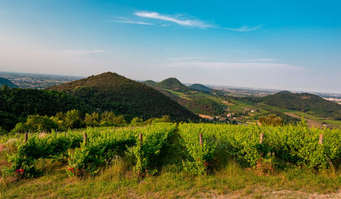 Land in Torreglia, Venetien, Italien 1 - 16177198