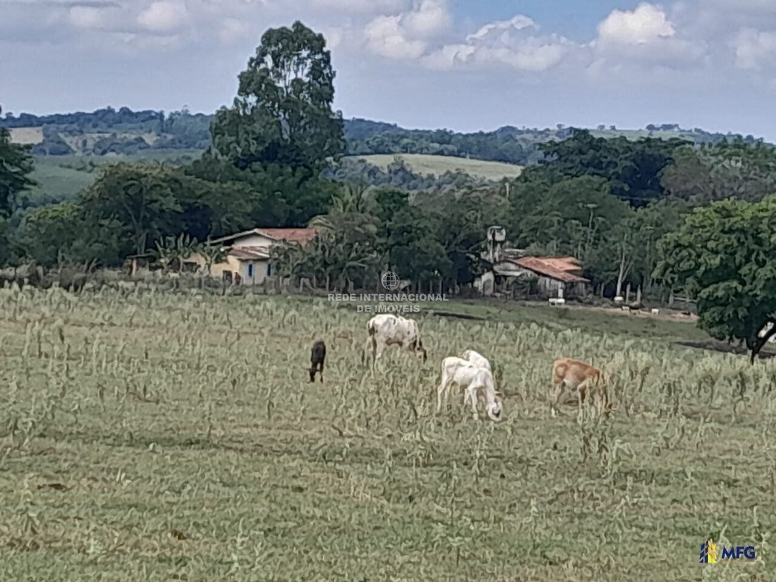 Farm Ranch in Ronco, State of Paraná, Brazil 5 - 16169117