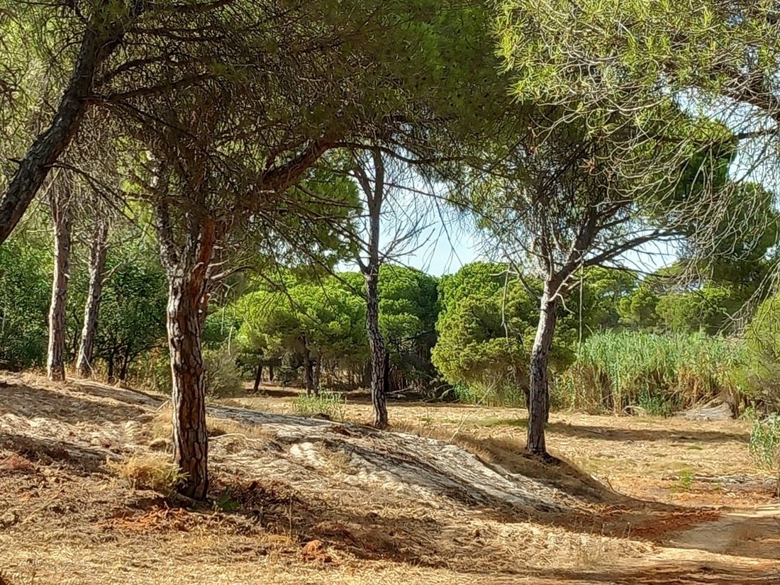 Land in Almancil, Algarve, Portugal 1 - 16172337