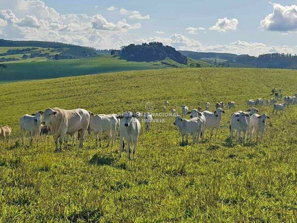 Farm Ranch in Rio de Janeiro, State of Rio de Janeiro, Brazil 1 - 16175649