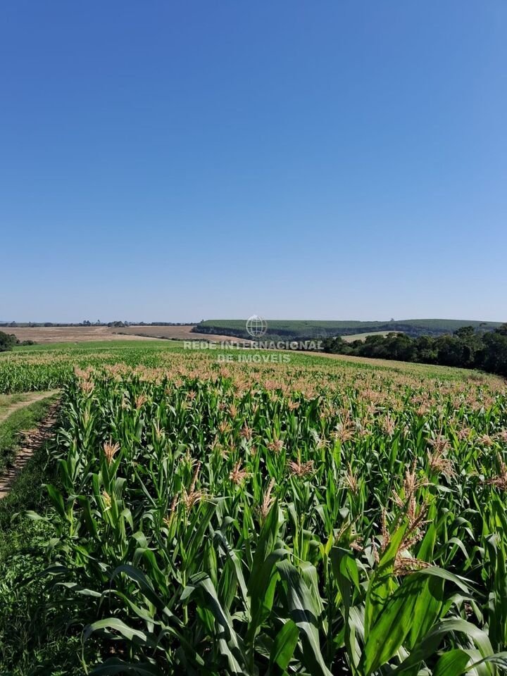 Farm Ranch in Ronco, State of Paraná, Brazil 5 - 16175692