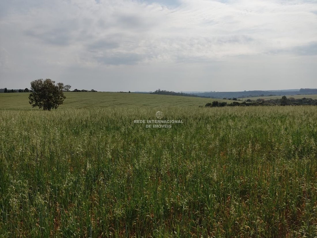 Corps de ferme à Ronco, Paraná, Brésil 2 - 16174748