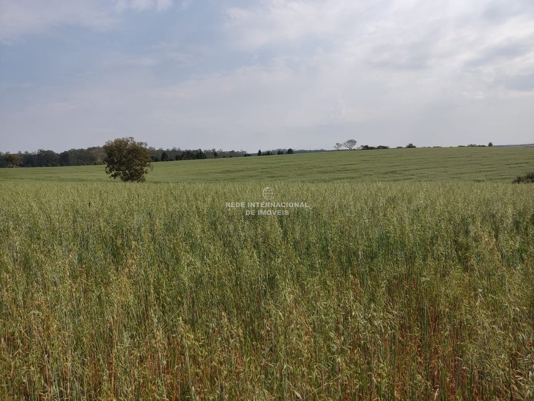 Corps de ferme à Ronco, Paraná, Brésil 4 - 16174748