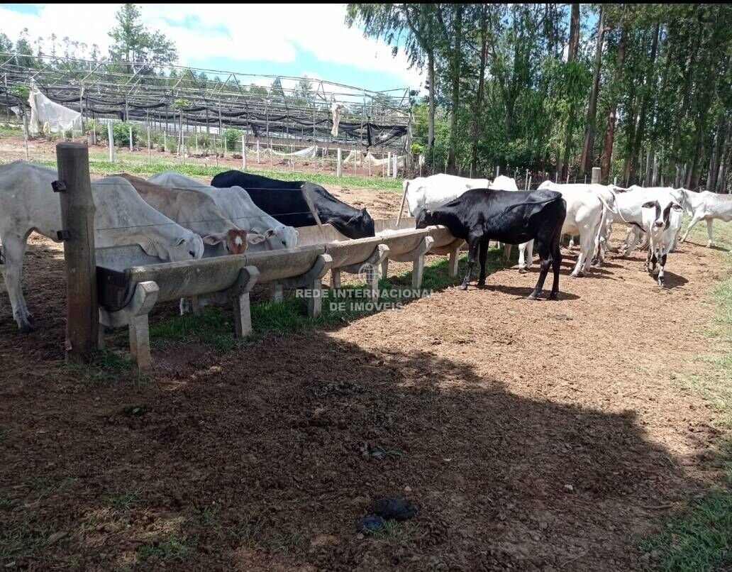 Farm Ranch in Paranapanema, State of São Paulo, Brazil 5 - 16186924