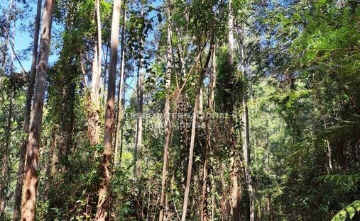 Farm Ranch in General Maynard, State of Sergipe, Brazil 1
