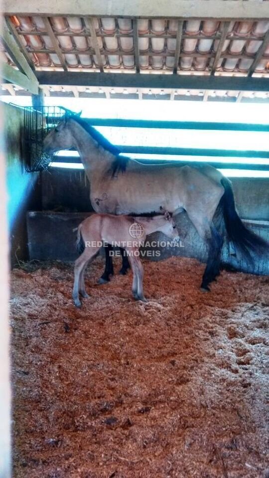 Farm Ranch in General Maynard, State of Sergipe, Brazil 2 - 16186707