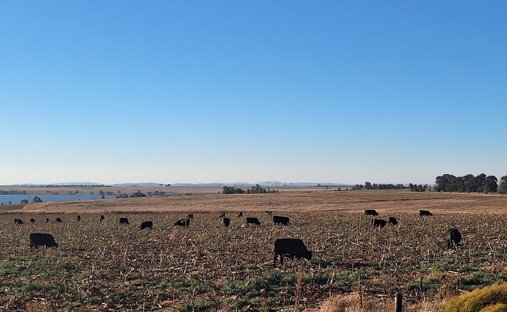 Farm Ranch in Mafube, Freistaat, Südafrika 1