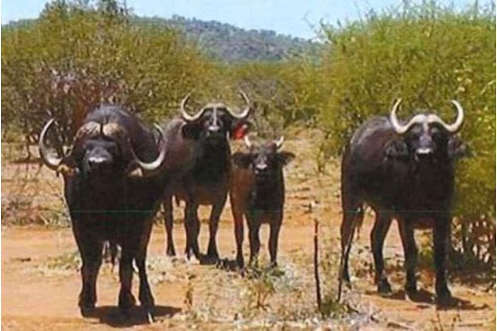 Farm Ranch in Marblehall, Limpopo, South Africa 2 - 16198080