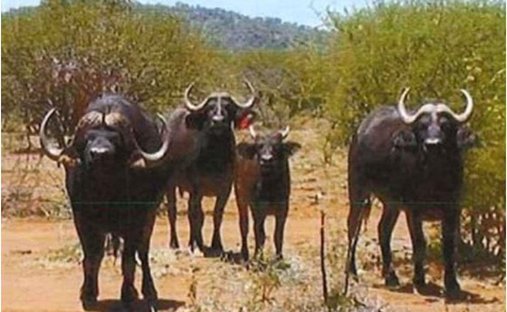 Corps de ferme à Marblehall, Limpopo, Afrique du Sud 1