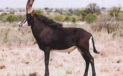 Rancho en Marblehall, Limpopo, Sudáfrica 1