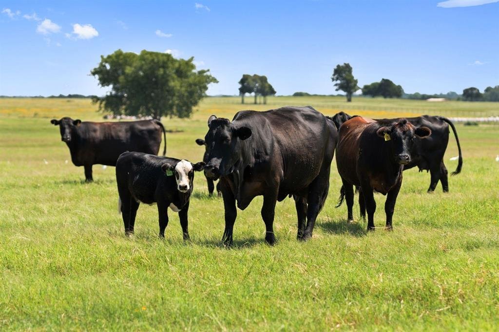 Farm Ranch in Whitesboro, Texas, United States 3 - 16198044
