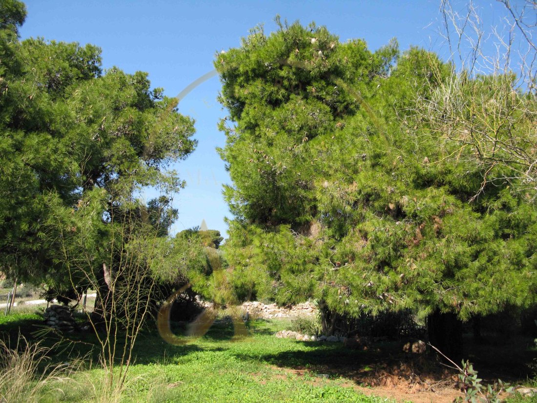 Villa in Kropia, Attica, Greece 2 - 16202279