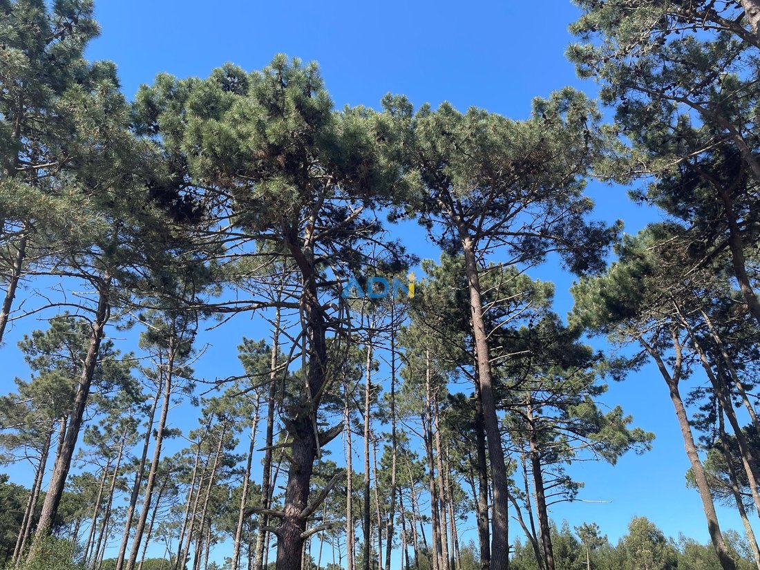 Land in Colares, Lisbon, Portugal 5 - 16203728