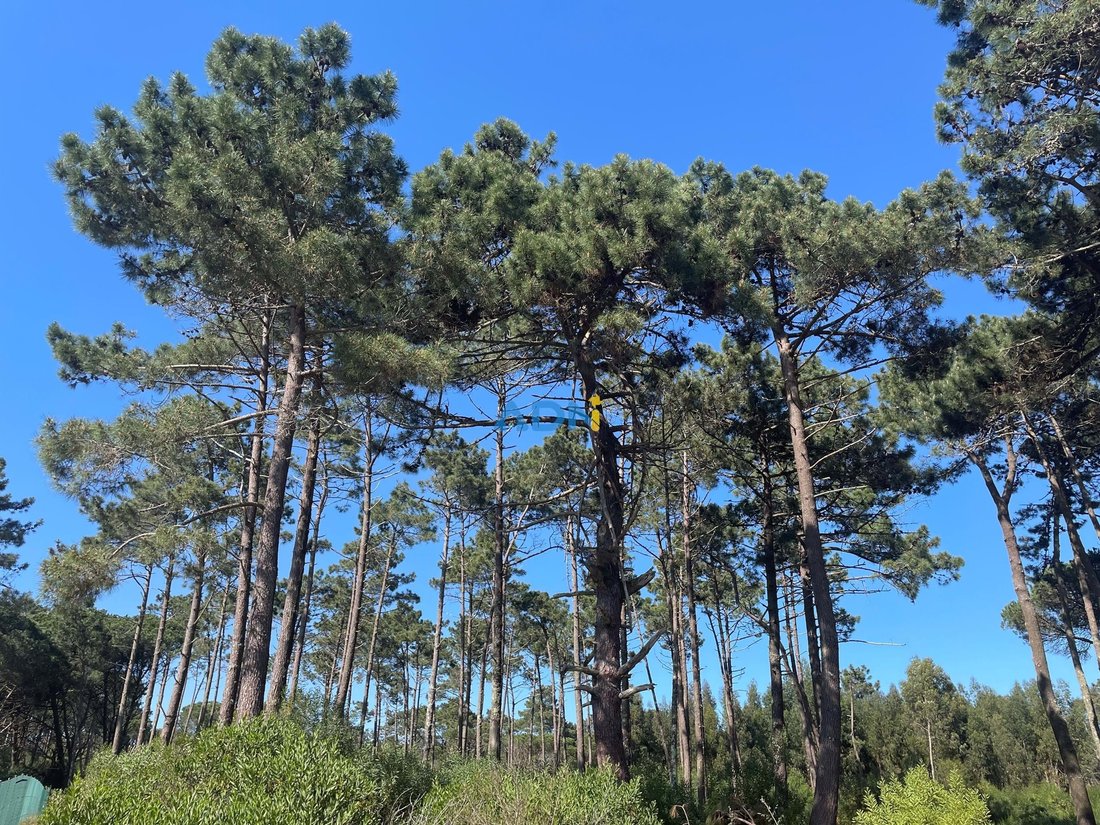 Land in Colares, Lisbon, Portugal 3 - 16203728