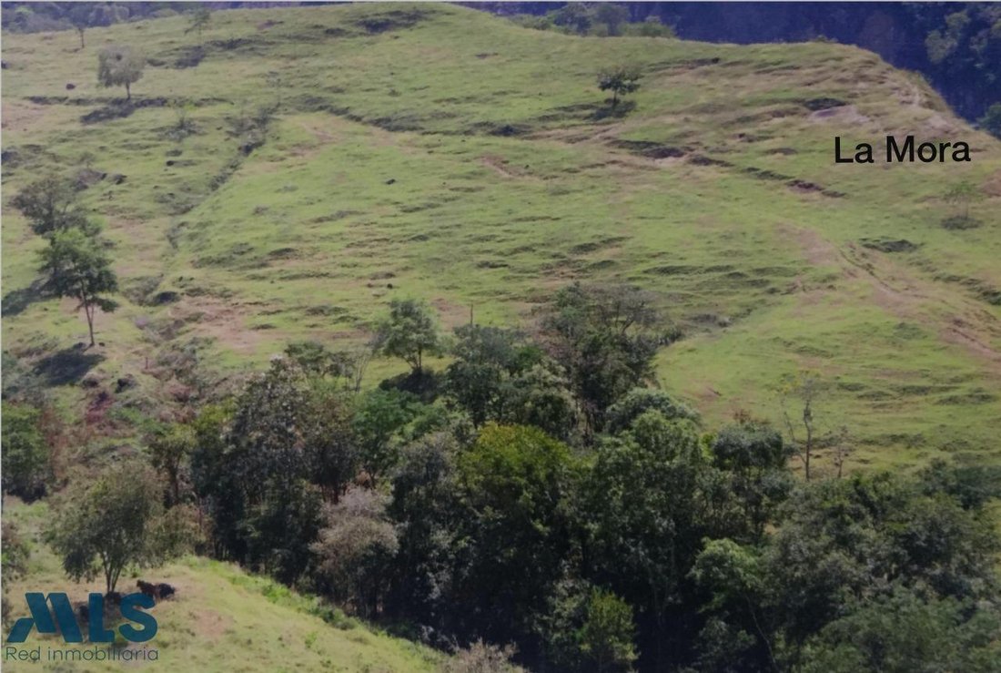 Land in San Jerónimo, San Jerónimo, Colombia 3 - 16209134