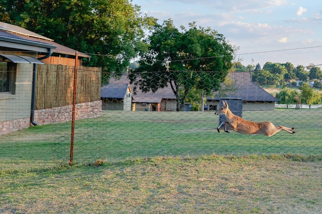 Farm Ranch in Vanderbijlpark, Gauteng, South Africa 5 - 16210432