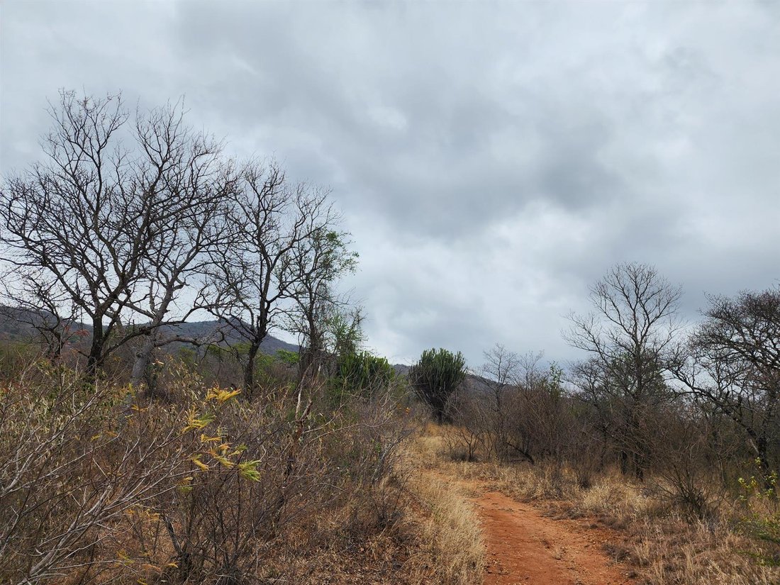 Farm Ranch in Tzaneen, Limpopo, South Africa 5 - 16229901