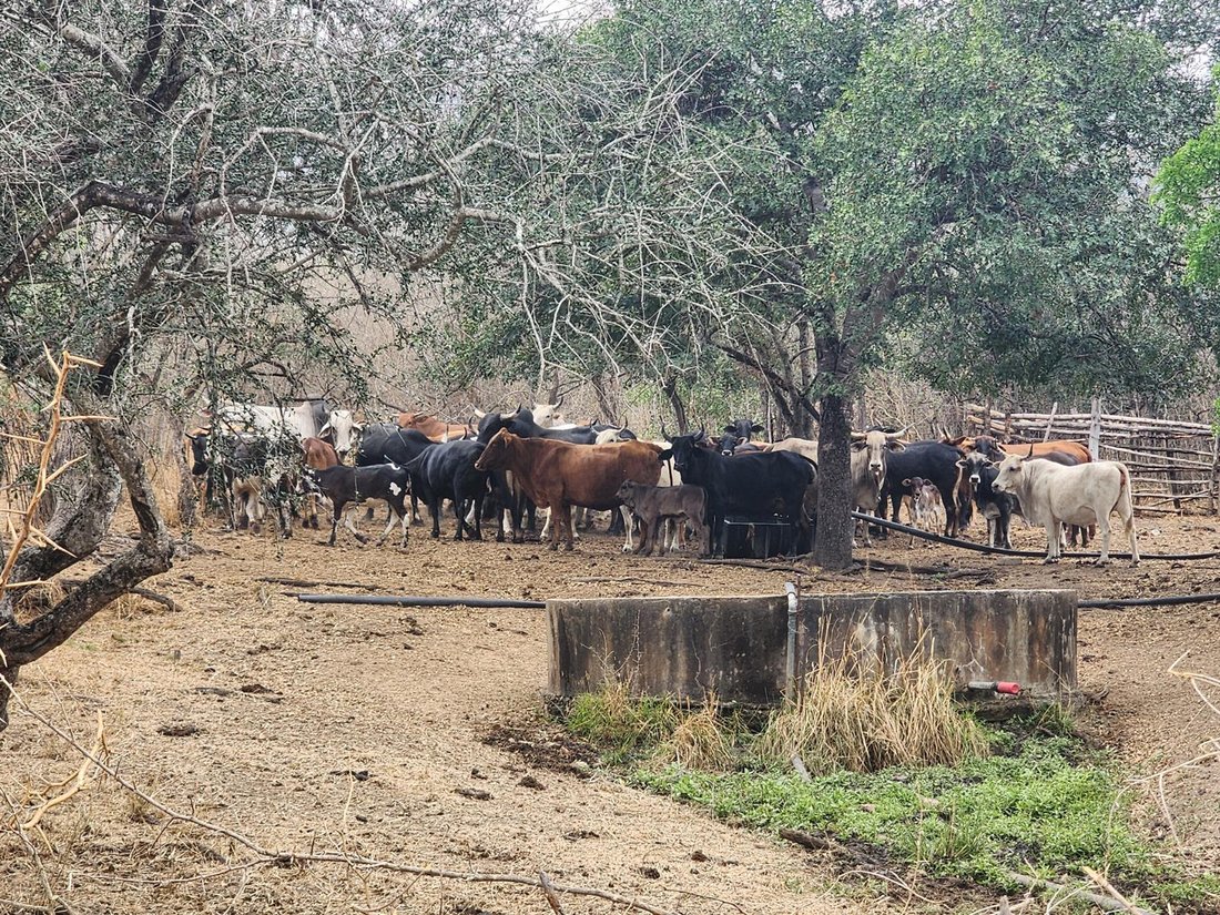 Farm Ranch in Tzaneen, Limpopo, South Africa 3 - 16229901