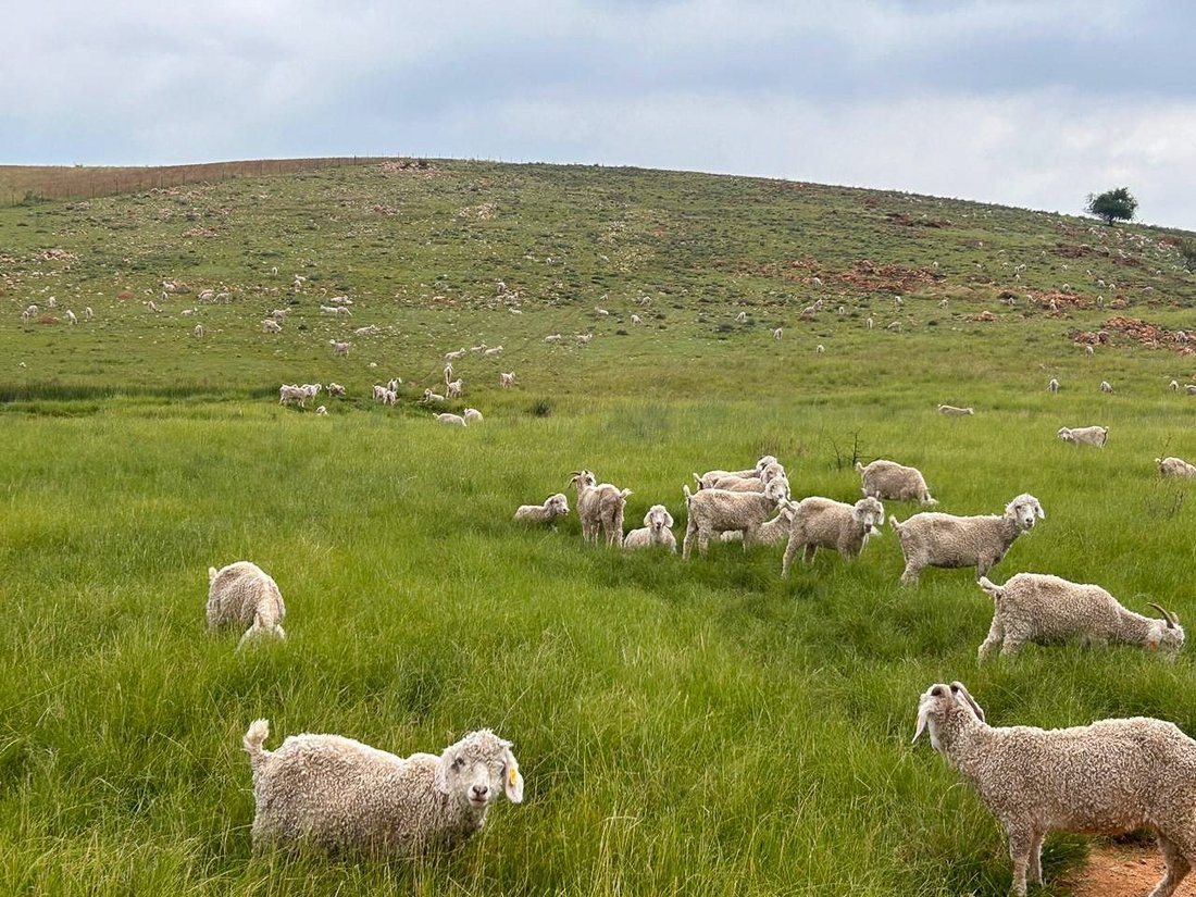 Farm Ranch in Potchefstroom, North West, South Africa 1 - 16226455