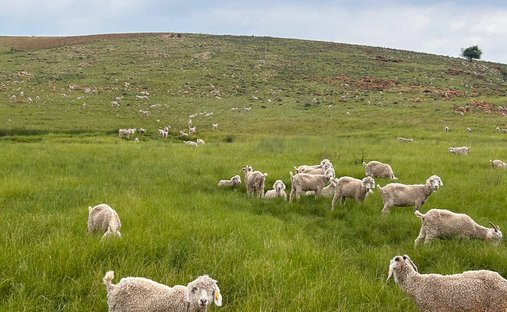 Farm Ranch in Potchefstroom, North West, South Africa 1