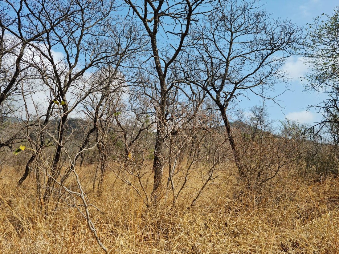 Farm Ranch in Tzaneen, Limpopo, South Africa 2 - 16229901