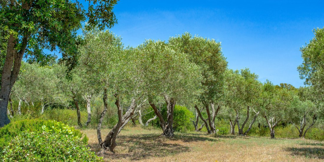 Villa in Bonifacio / Bunifaziu, Corsica, France 5 - 16246978