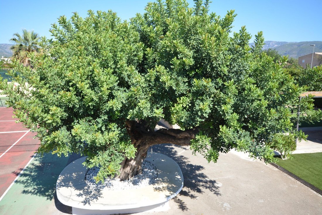 Villa a Marratxí, Isole Baleari, Spagna 4 - 16257747
