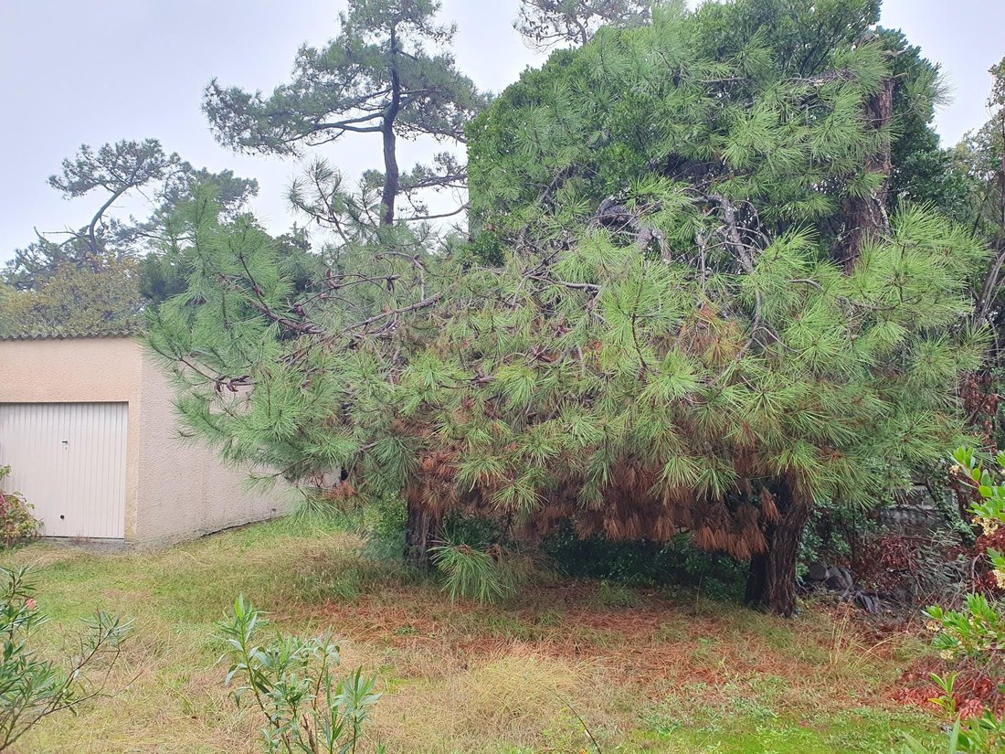 House in Centre Cap Ferret, Lège-Cap-Ferret, France 5 - 16013258