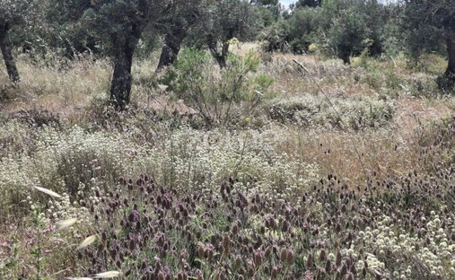 Land in Borba (Matriz), Évora District, Portugal 1