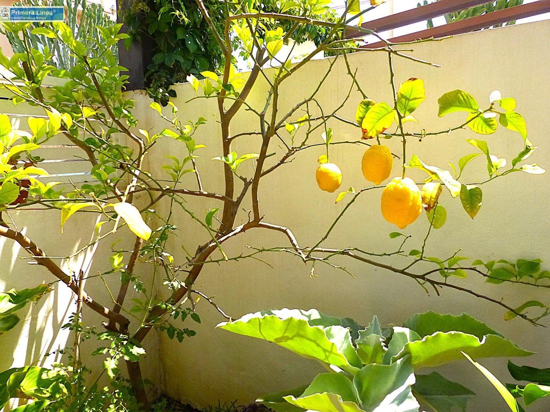 Apartment in Cape Palos, Rincon de San Gines, Cartagena 3 - 16276085