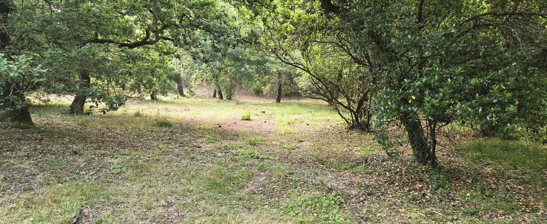 Land in Aiguillon, Arcachon, France 5 - 16013273