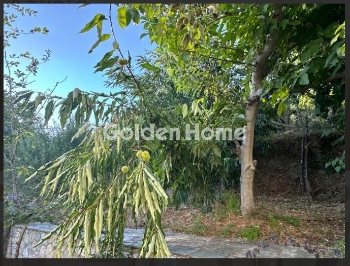 Estate in Municipla unit of Milies, Thessaly and Central Greece, Greece 5 - 16278155
