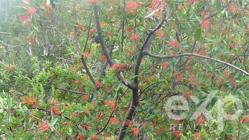 Puerto Aysén, Aysén, Chile 5 - 16287223