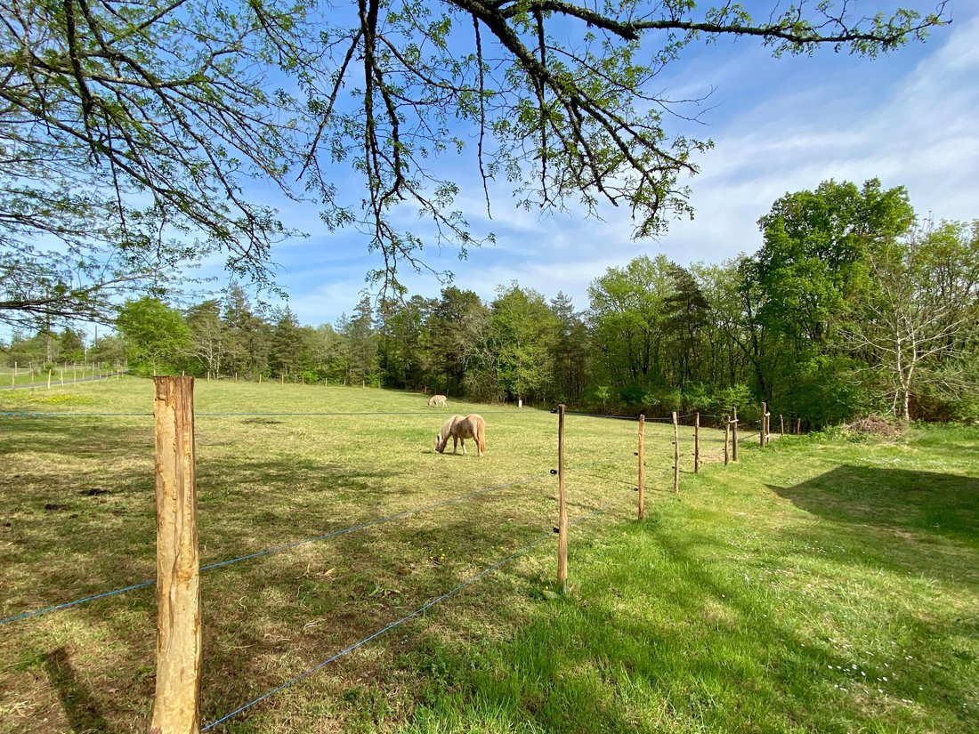 Estate in Sainte-Alvere, Val de Louyre et Caudeau, France 4 - 16287185