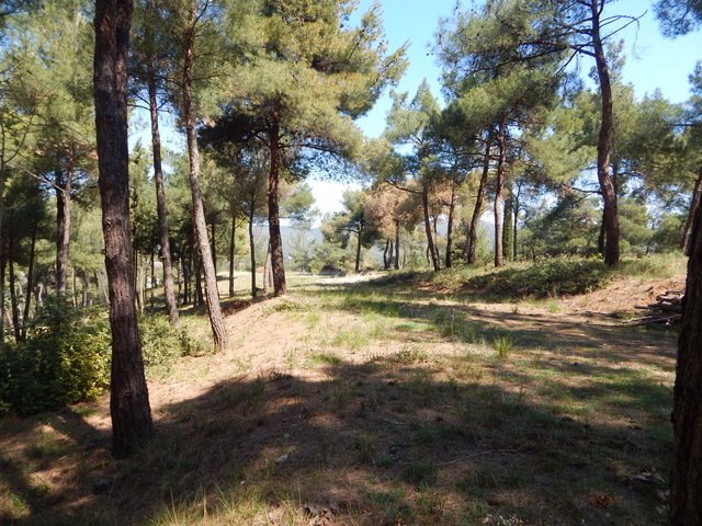 Farm Ranch in Pylaia, Macedonia and Thrace, Greece 2 - 16295657