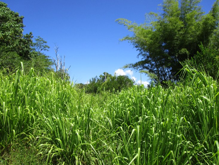 Land in Pepeekeo, Hawaii, United States 3 - 16306566