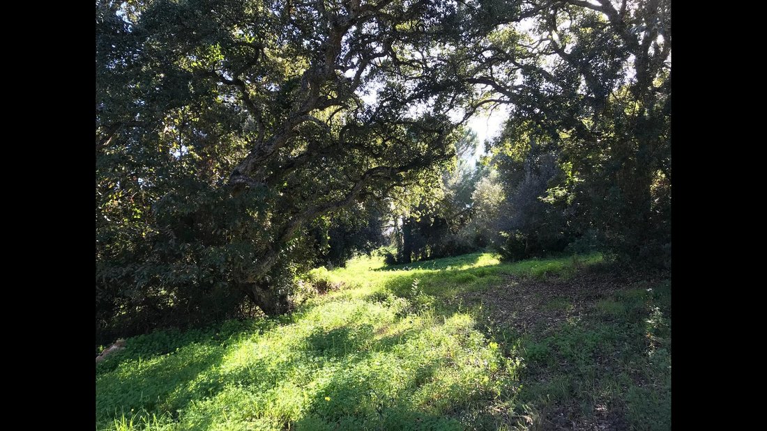 Land in Sotogrande, San Roque, Andalusia 3 - 14624595