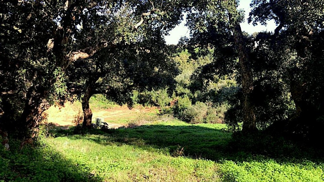 Land in Sotogrande, San Roque, Andalusia 4 - 14624595