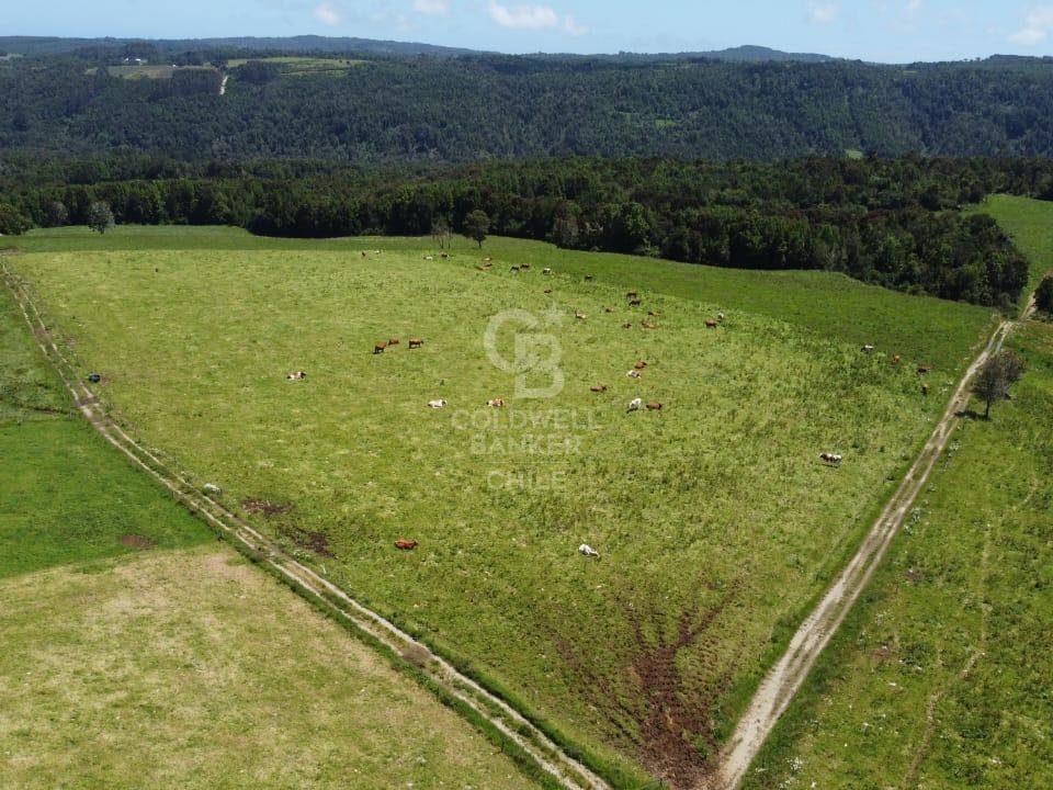 Estate in Los Muermos, Los Lagos, Chile 4 - 16315553