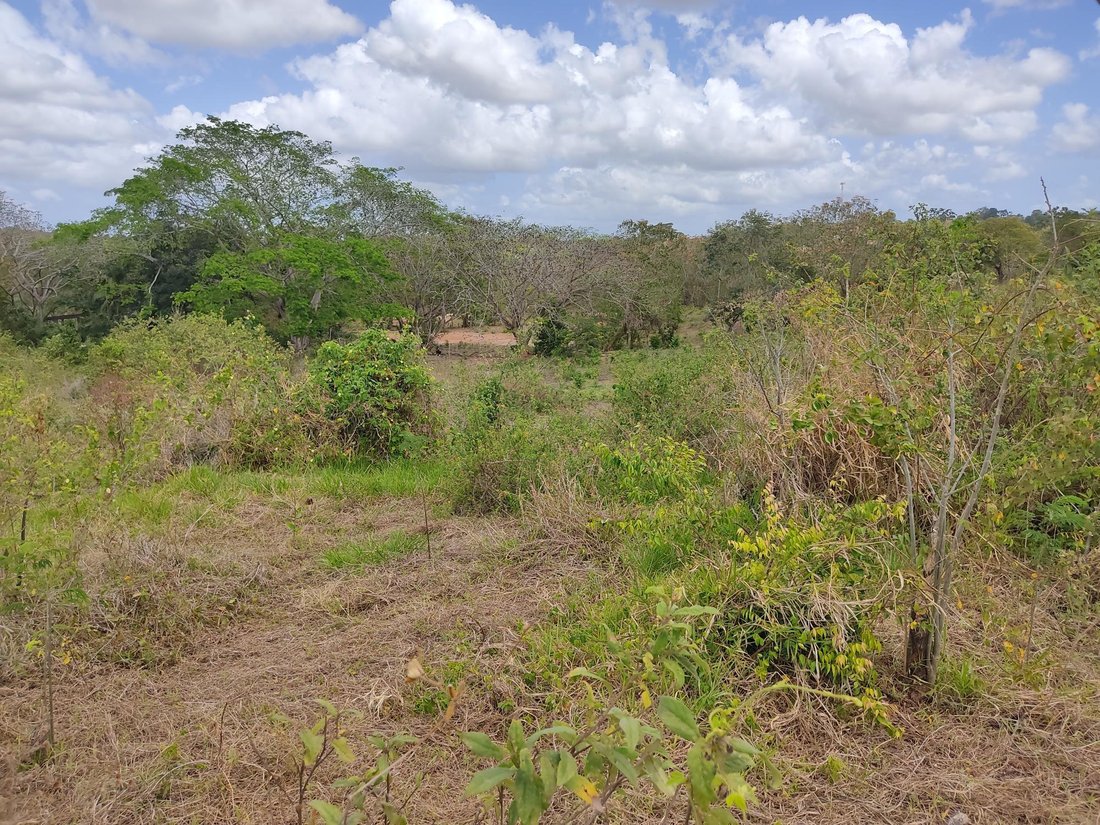 Land in La Chorrera, Provinz Panamá, Panama 4 - 16320830