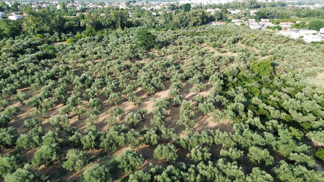 Land in Community of Mystras, Peloponnese, Western Greece and the Ionian, Greece 3 - 16321125